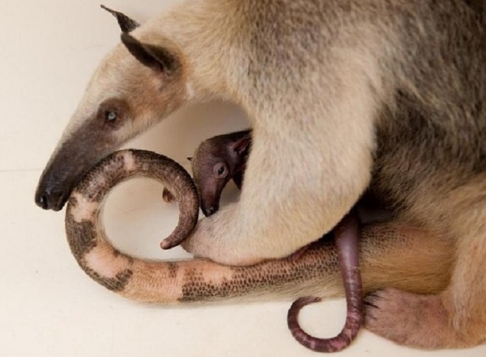 Картинки-животных-страница-аг-08