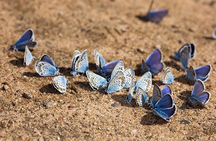 Картинки-животных-страница-аг-09