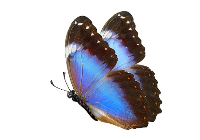 Картинки-бабочек-04
