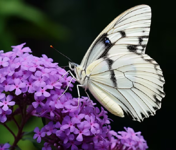 Картинки-бабочек-05