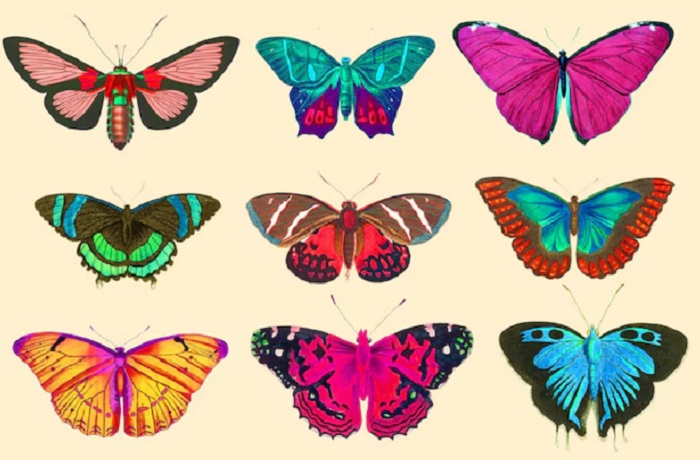 Картинки-бабочек-06