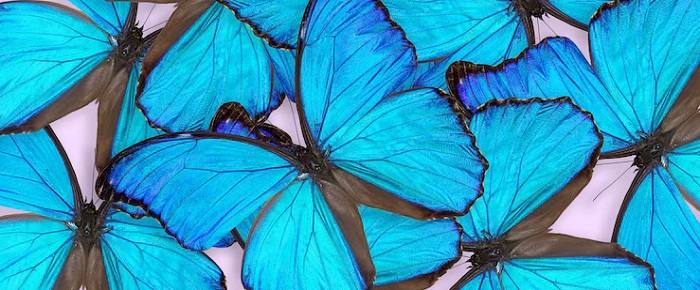 Картинки-бабочек-08