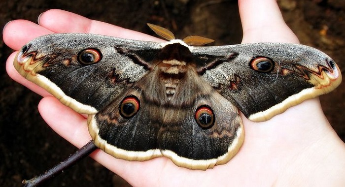 Картинки-бабочек-09