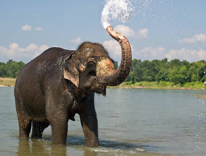 Картинки-слонов-10