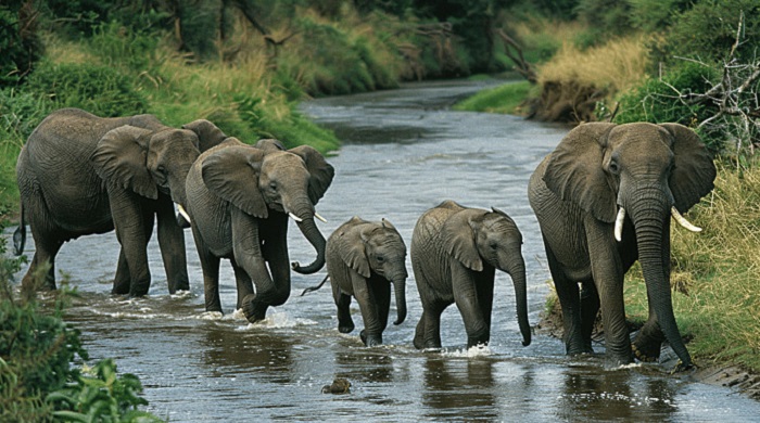 Картинки-слонов-04