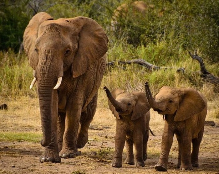 Картинки-слонов-05