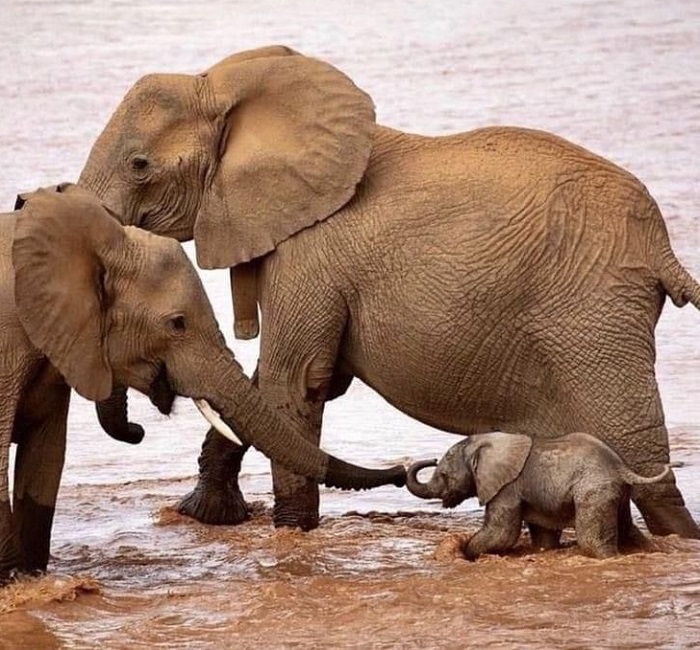 Картинки-слонов-06