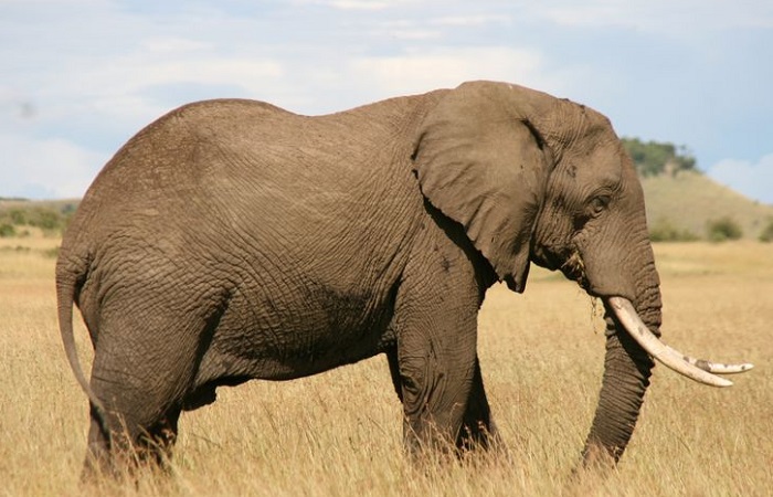 Картинки-слонов-07