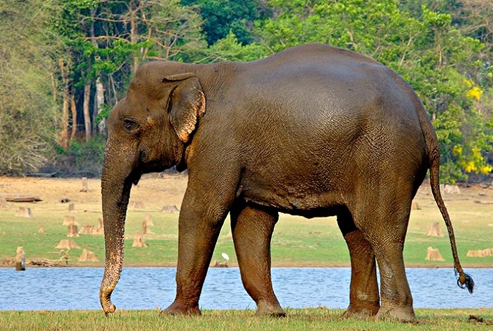 Картинки-слонов-08