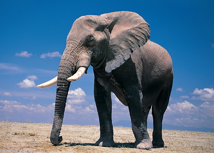 Картинки-слонов-09