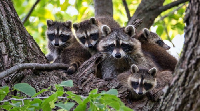 Картинки-енотов-10