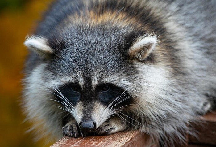 Картинки-енотов-02