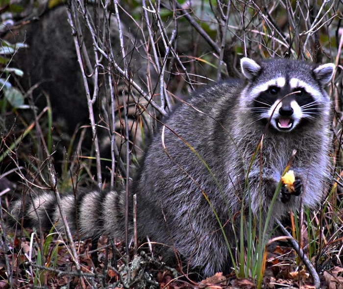 Картинки-енотов-03