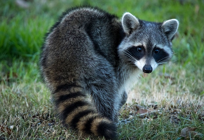 Картинки-енотов-04