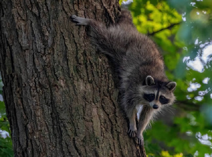 Картинки-енотов-05