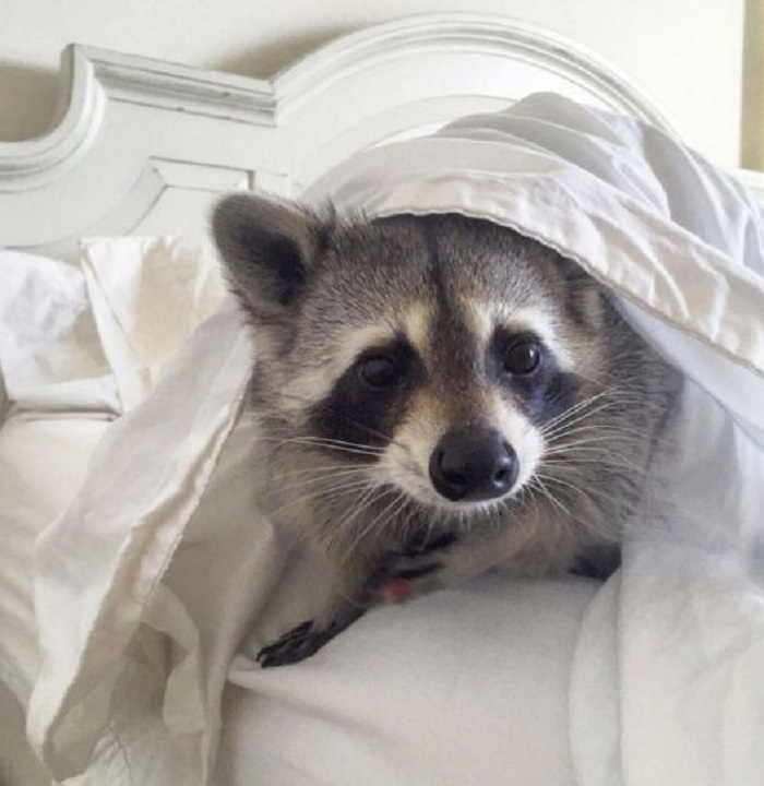 Картинки-енотов-06