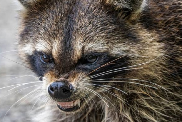 Картинки-енотов-07