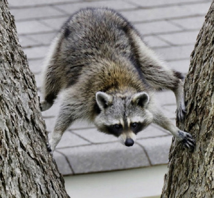 Картинки-енотов-08