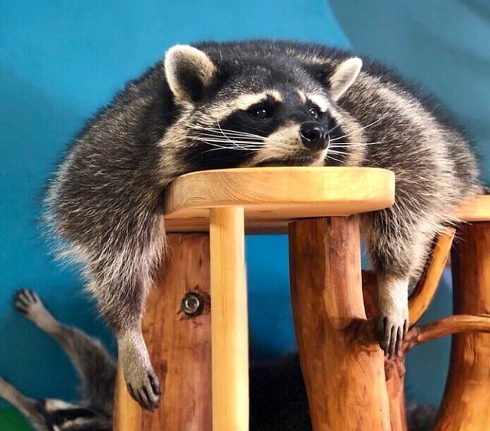 Картинки-енотов-09