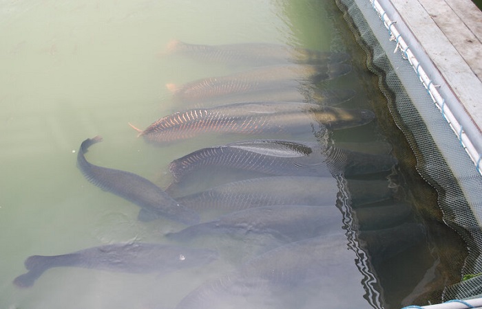 Сад-Нонг-Нуч-07