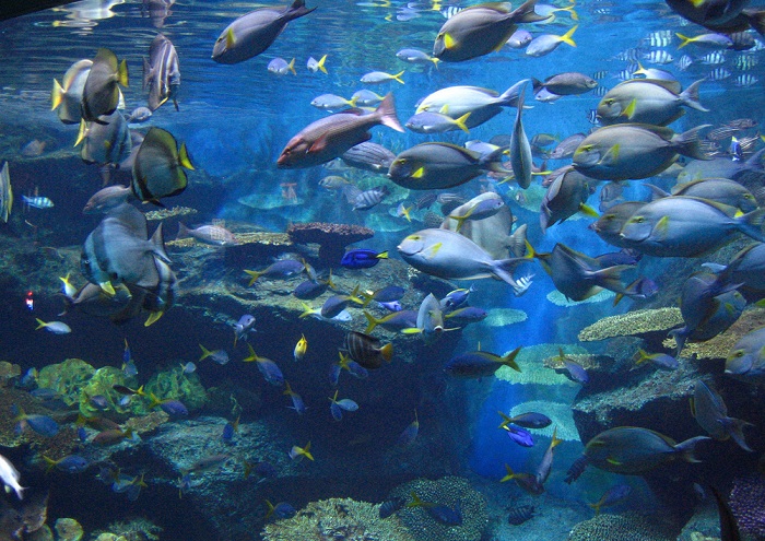 Аквариум-Банг-Саен-02 Аквариум-Банг-Саен-02