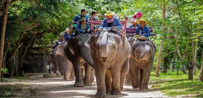 Слоны-в-Паттайе-01 Слоны-в-Паттайе-01