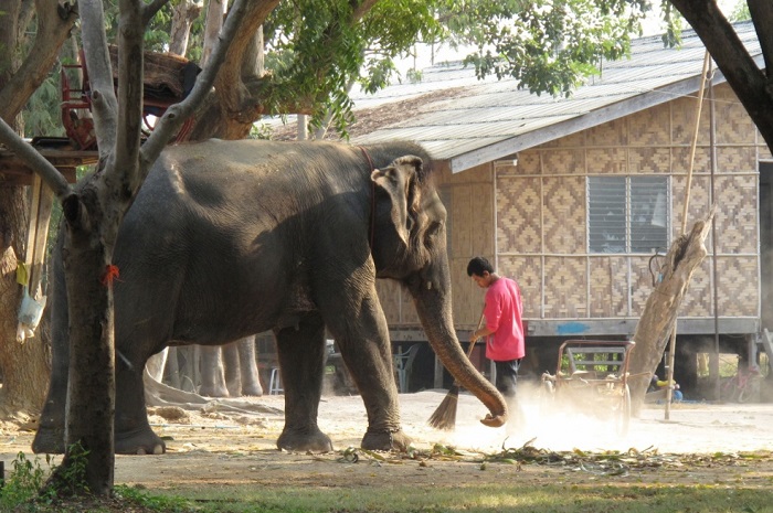Слоны-в-Паттайе-02 Слоны-в-Паттайе-02