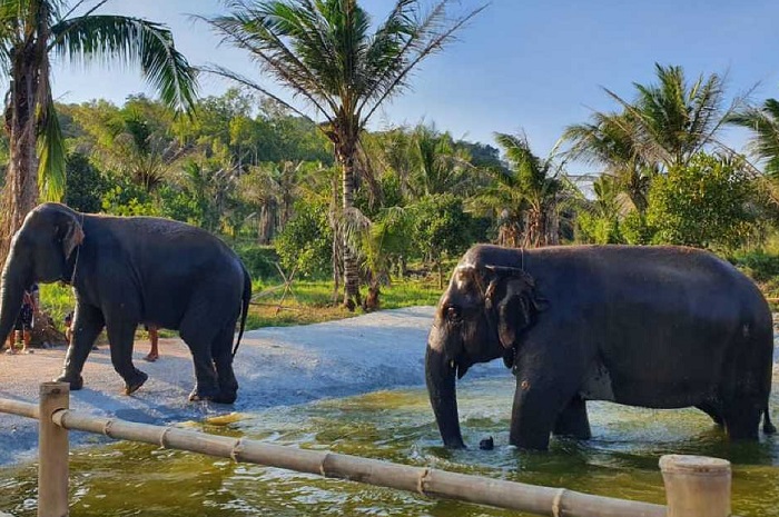 Слоны-в-Паттайе-03 Слоны-в-Паттайе-03
