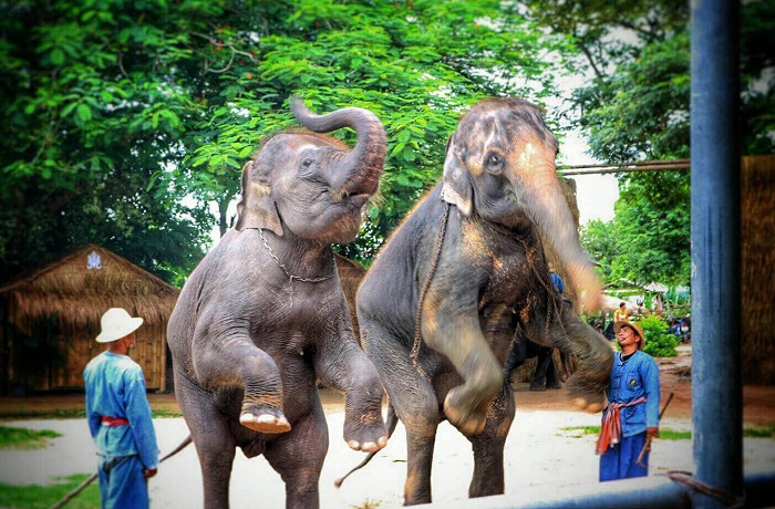 Слоны-в-Паттайе-04 Слоны-в-Паттайе-04