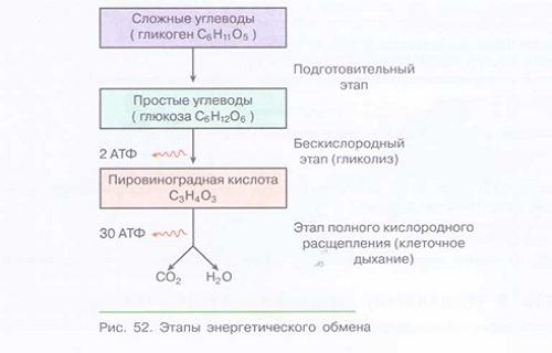 Составить таблицу этапы энергетического обмена ОБМЕН ВЕЩЕСТВ И ЭНЕРГИИ В ОРГАНИЗМЕ: энергетический обмен