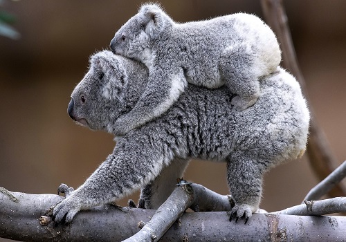 Картинки-животных-страница-ё-01