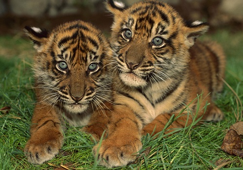 Картинки-животных-страница-ё-02