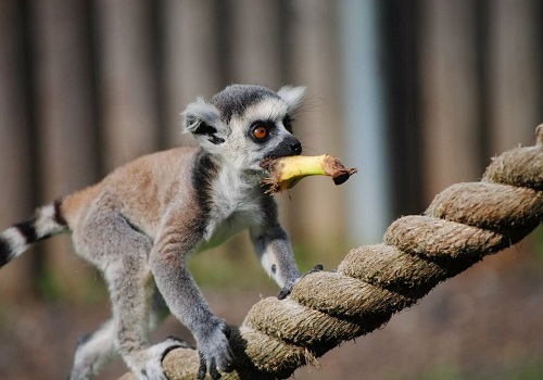 Картинки-животных-страница-ё-03