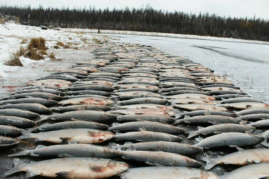 Рыбы Якутии Фото И Названия